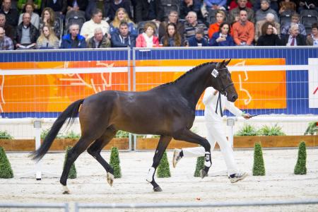 Louis ter Kwincke den Bosch