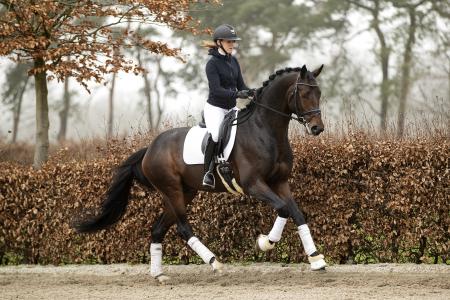 Louis galop adhz