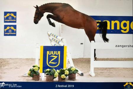 Cereza Z. (mv. Caretano x Lux) 7e plaats Z-kampioenschap vrij springen. Fokker/eig. Mw. S. van de Broek, Ospel Cereza Z.