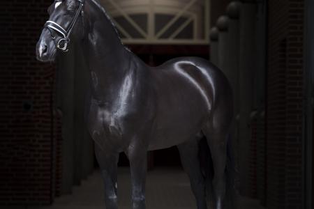 Blue Hors St. Schufro